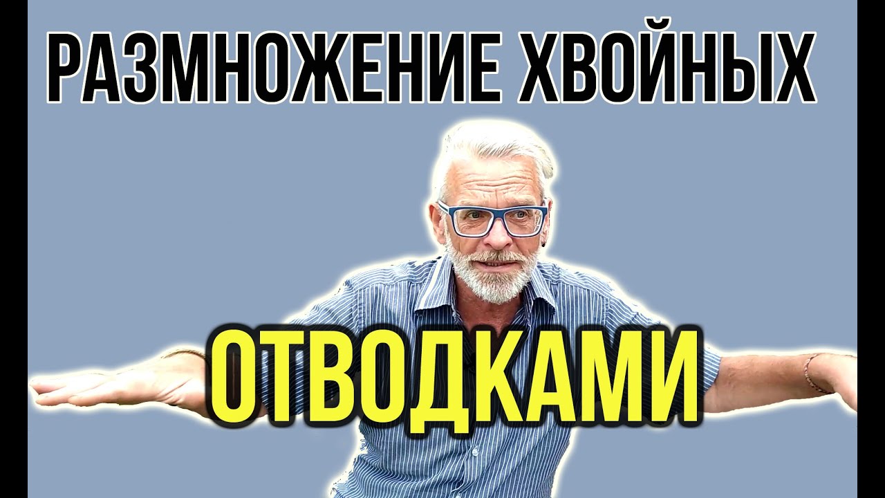 Размножение хвойных отводками / Как размножать можжевельник / Игорь Билевич