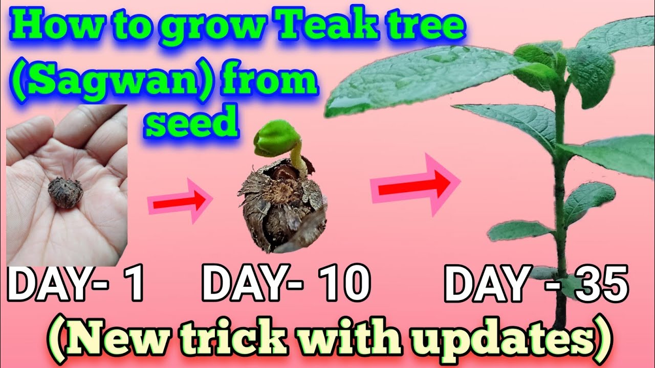 How to grow teak tree from seed | Sagwan tree farming,teak tree,teak tree farming,sagwan tree,sagwan