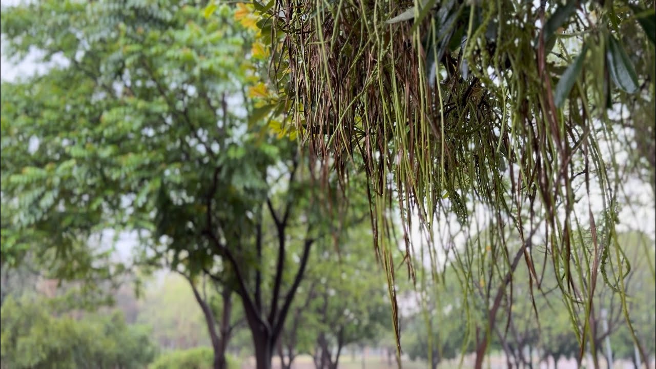 Rainfall & Birdsongs in Chandigarh | Pre-Monsoon Nature Bliss for Relaxation