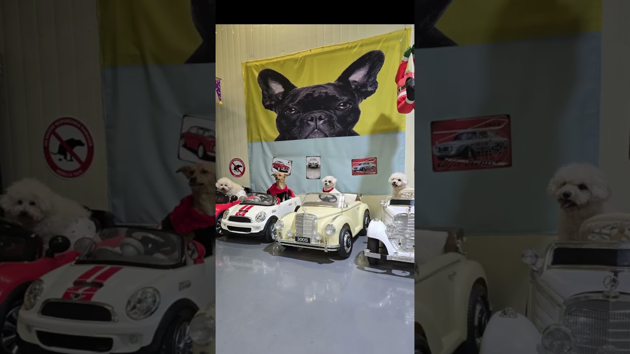 파주힐링몽 애견 독채 운동장/ 대형견 가능 / 반려견 운동장/ 국내여행/ dog tv /다견가정/ 시보호소 유기견 입양/