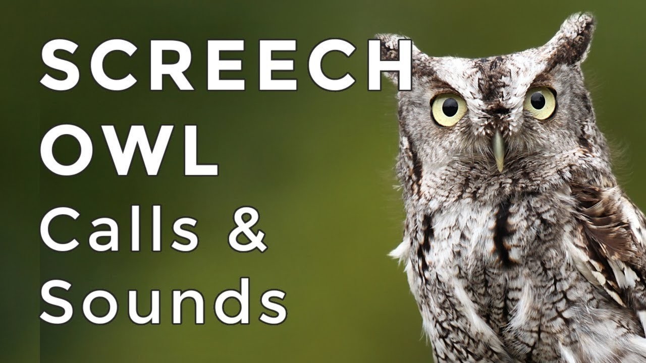 Eastern Screech Owl Sounds: Learn their TWO haunting calls! (2025)