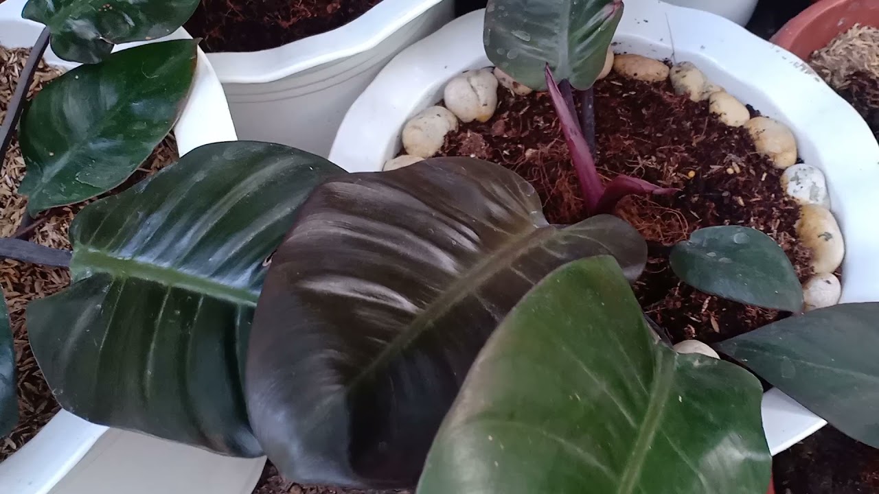 Philodendron propagation and proper care.