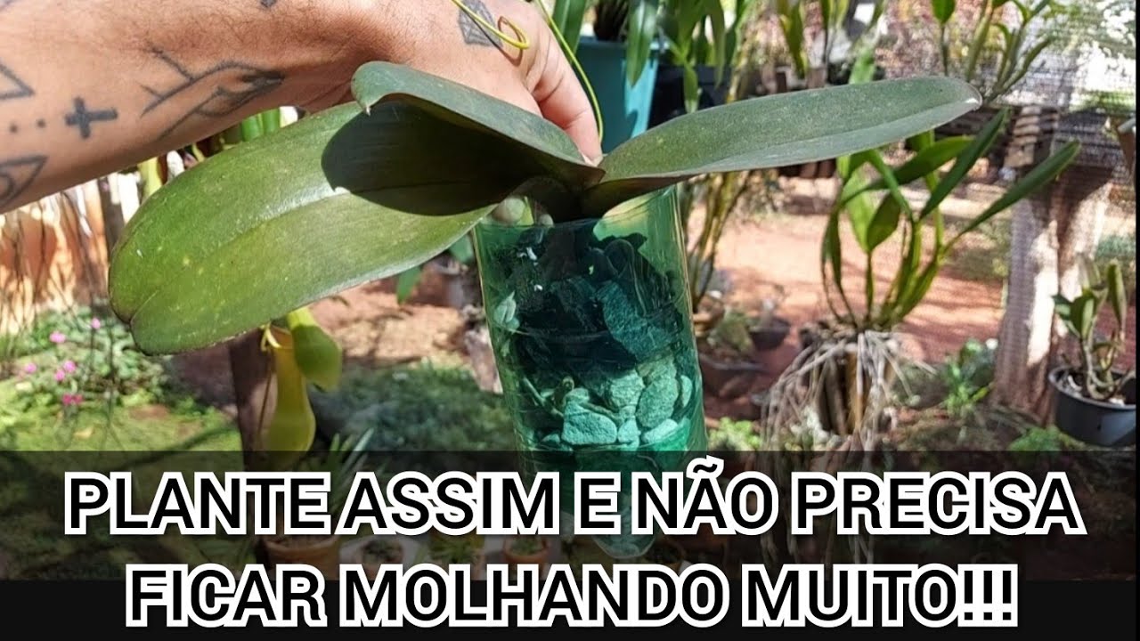 APRENDA PLANTAR ORQUÍDEA NA GARRAFA PET!!!