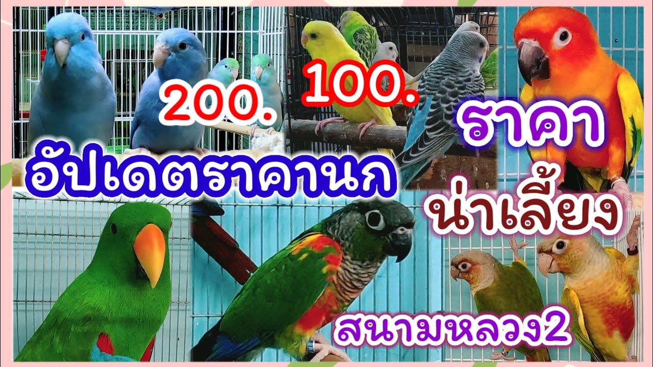 อัปเดตราคานก ฟอพัส 200 ราคาน่าเลี้ยง สนามหลวง2 ร้านพี่อั๋น
