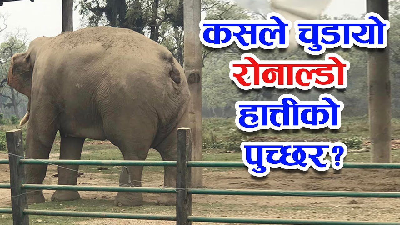 रोनाल्डो हात्तीको पुच्छर कसले चुँडायो ?