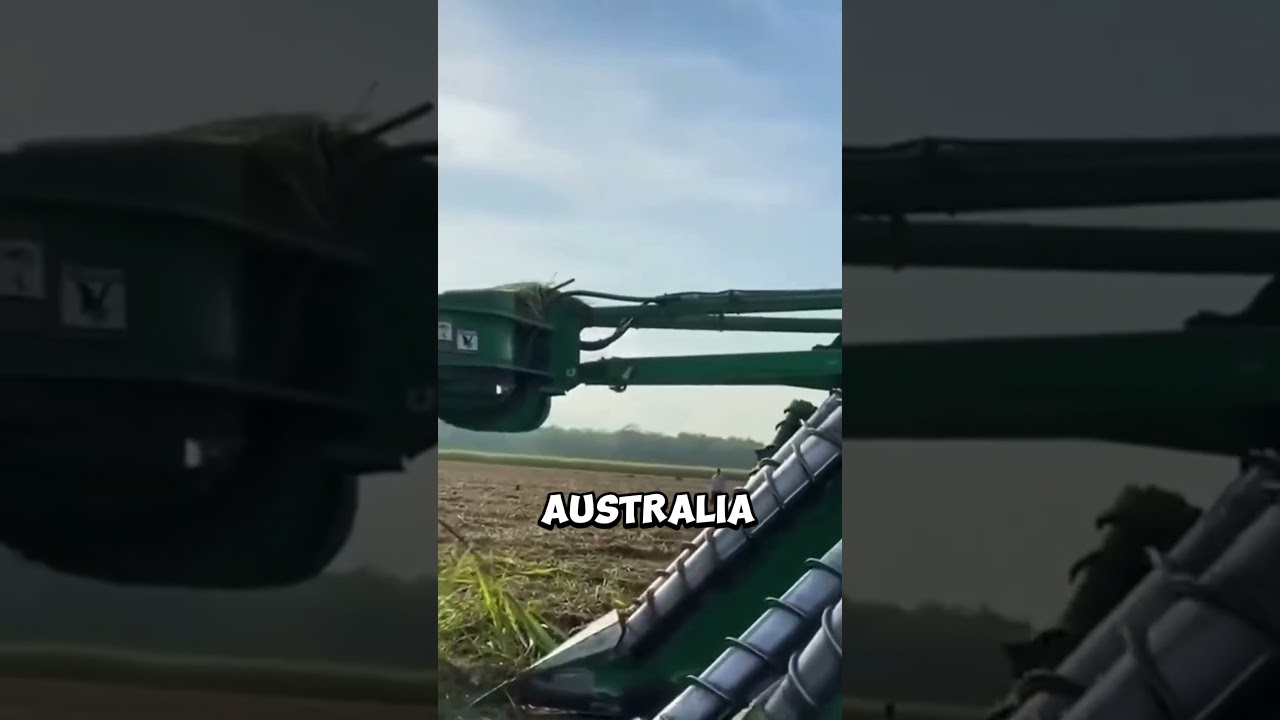 Why Do They Burn Sugarcane?