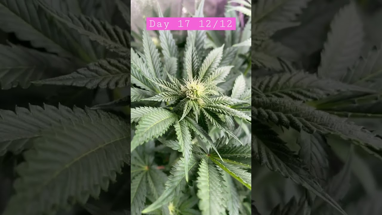 DAY 17 FLOWERING