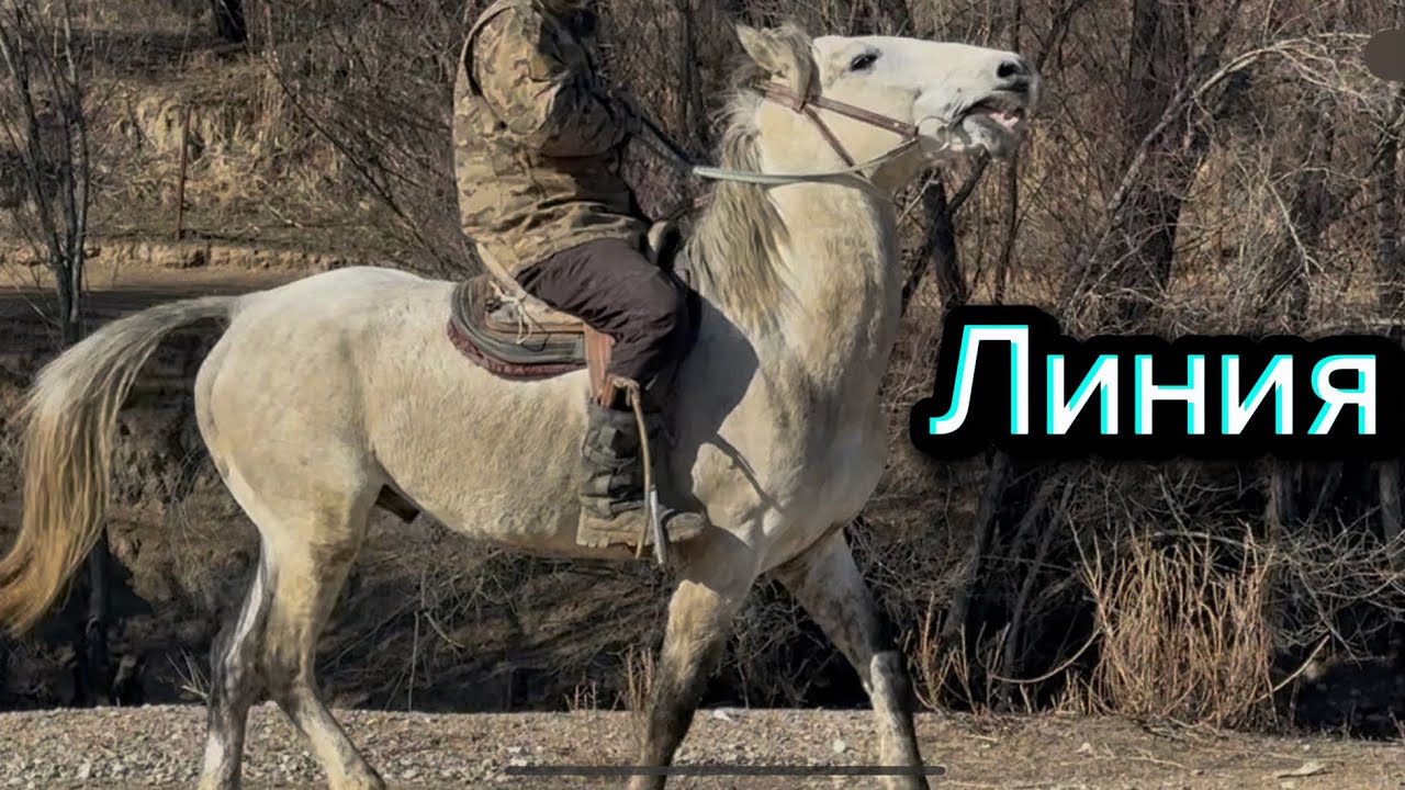Линия таамай Ат чыкты +996-701-737-8655. 4 февраля 2026 г.