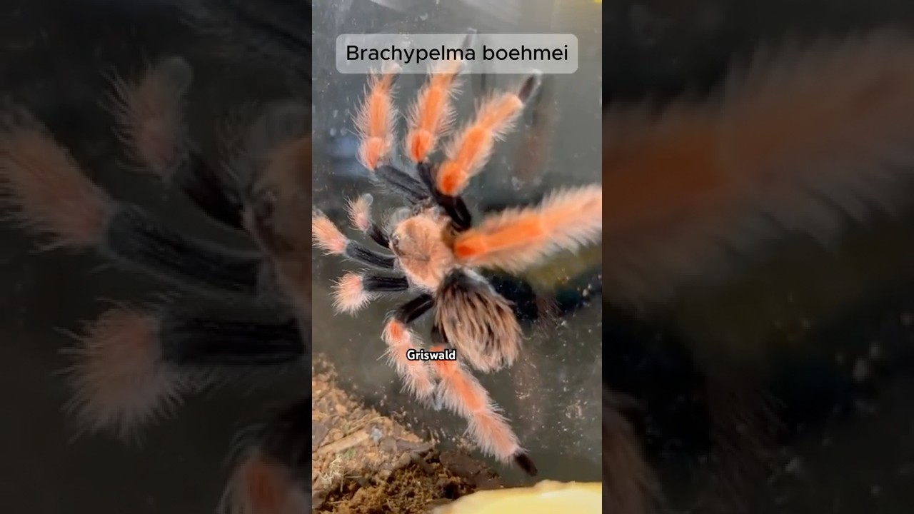 Fire Leg Tarantulas Enclosure!