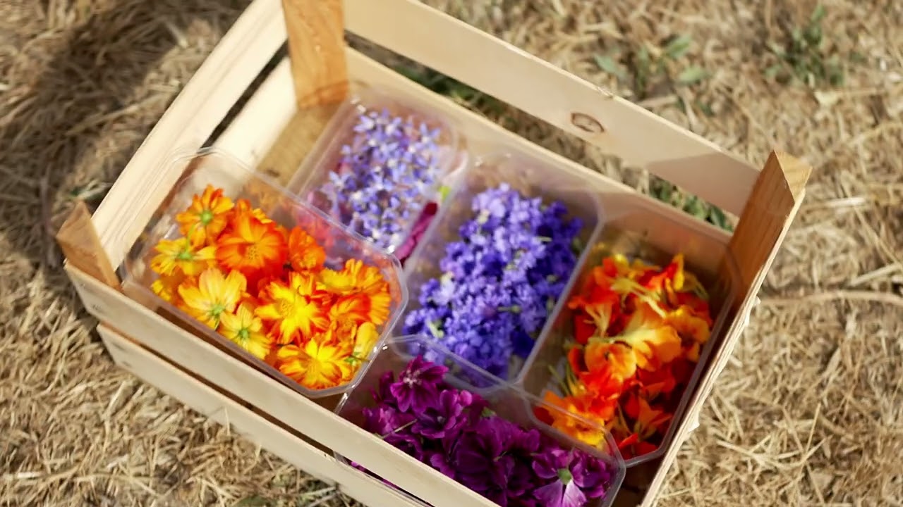 L'EBE Zouvai cultive des fleurs comestibles