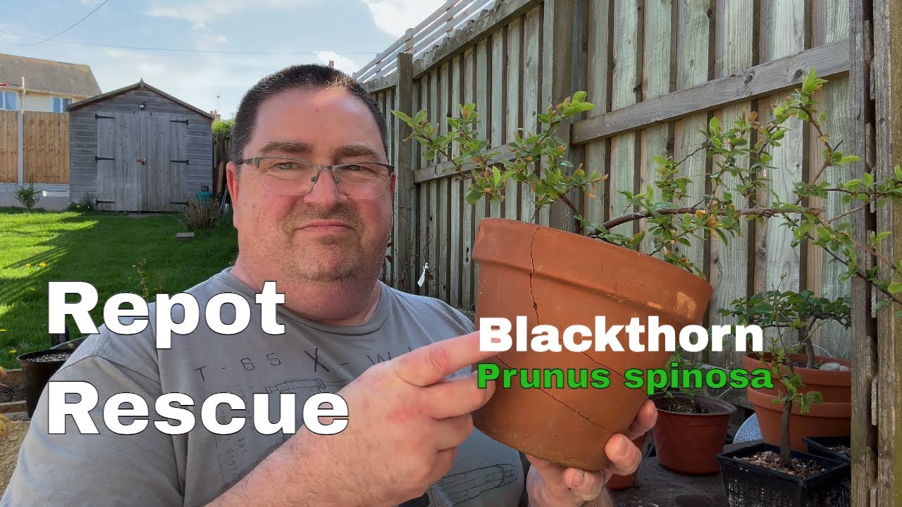 Blackthorn Repot and Rescue From Root Issues | Root Cuttings | Bill's Bonsai