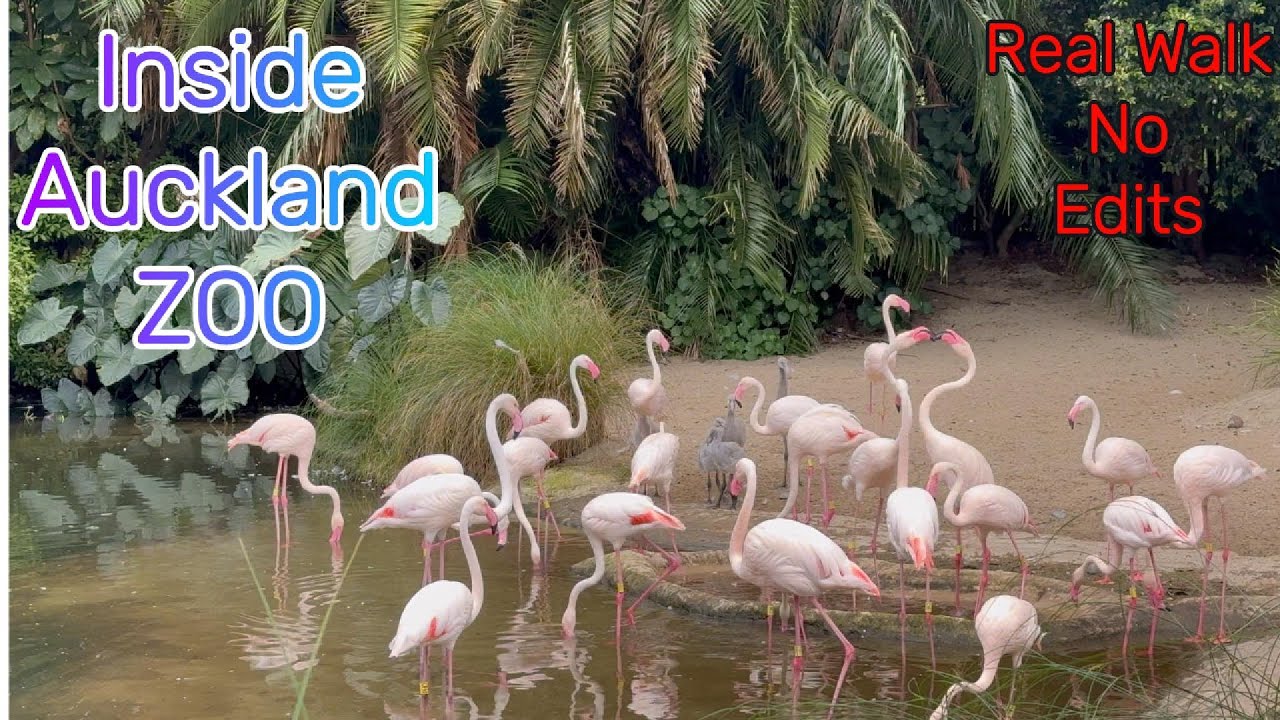 A Real Walk Through Auckland Zoo 🫶 No Edits, Just Real Life💝 Part 5  #aucklandzoo #nature #park