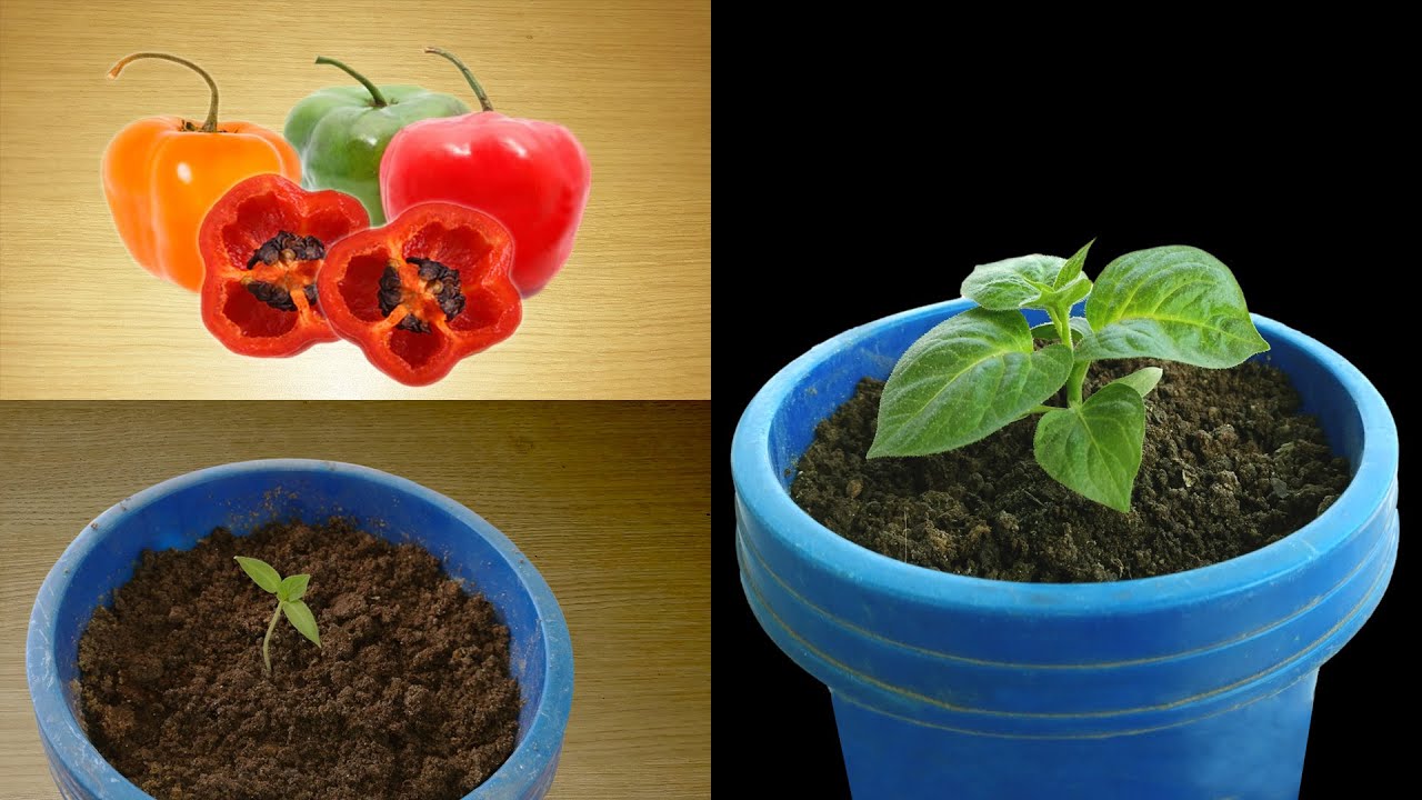 COMO SEMBRAR AJ&Iacute;, ROCOTO Y PIMIENTOS
