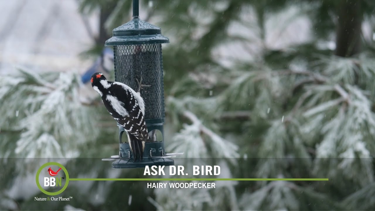 BBN 8:04 - Bluebirds, Feeders in Winter, AI Binoculars, Ferruginous Birds, Bird Selfies