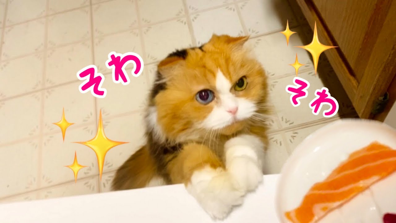 【猫とお寿司🍣】可愛いおねだり大好きなサーモンを催促する猫