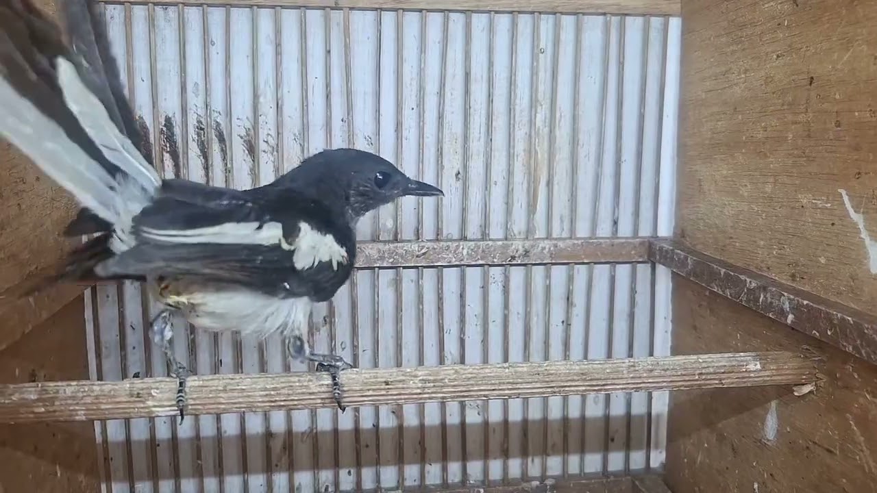 Kacer trotol ,kacer mh ori ponti....