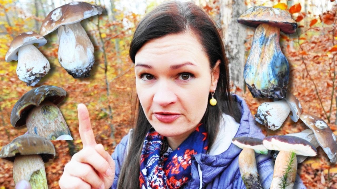 Jestem w szoku! Prawdziwki w listopadzie wciąż rosną! Krasnoborowiki, podgrzyby i opieńki