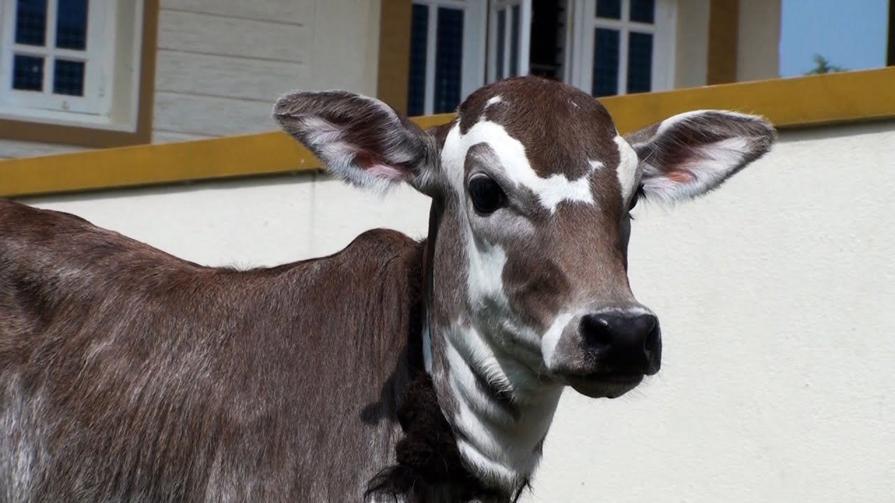 Cute and Beautiful hallikar calf at Harokyatanahalli
