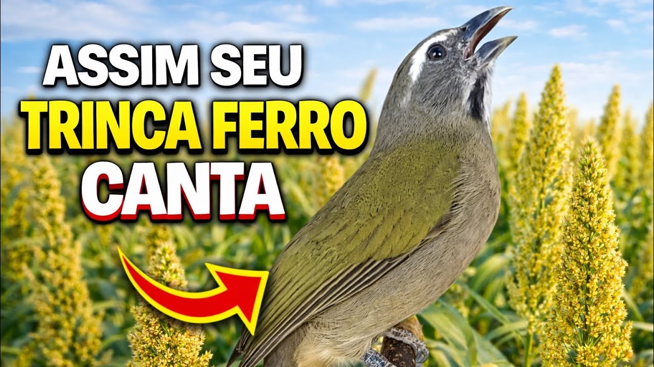 POSSO DAR ALPISTE PARA O TRINCA FERRO? CANTA OU TRAVA