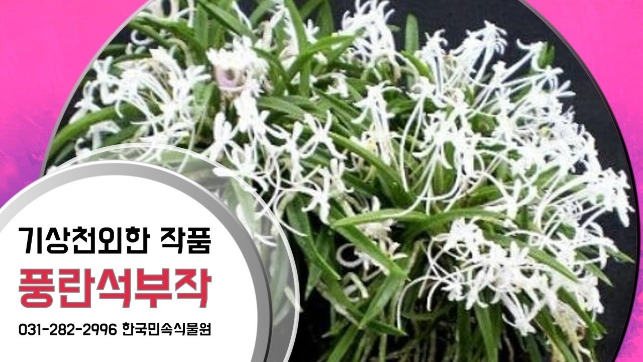 풍란석부작