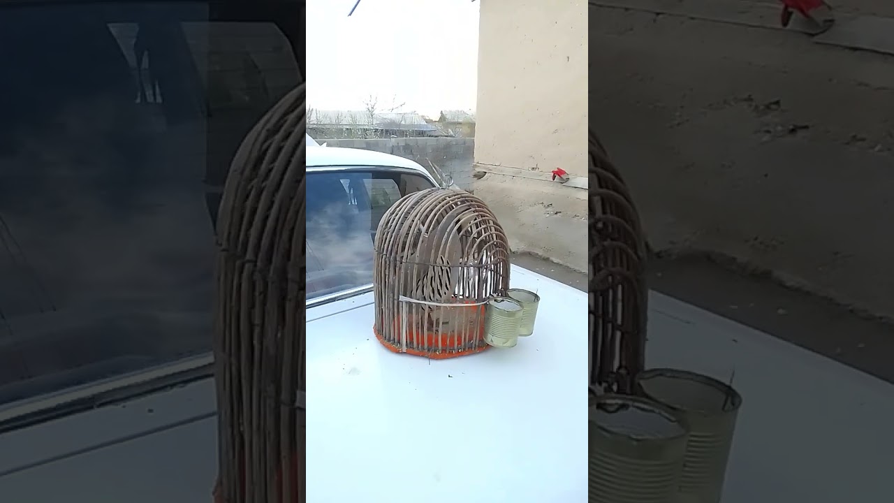 сураки Дахкат 1 сола