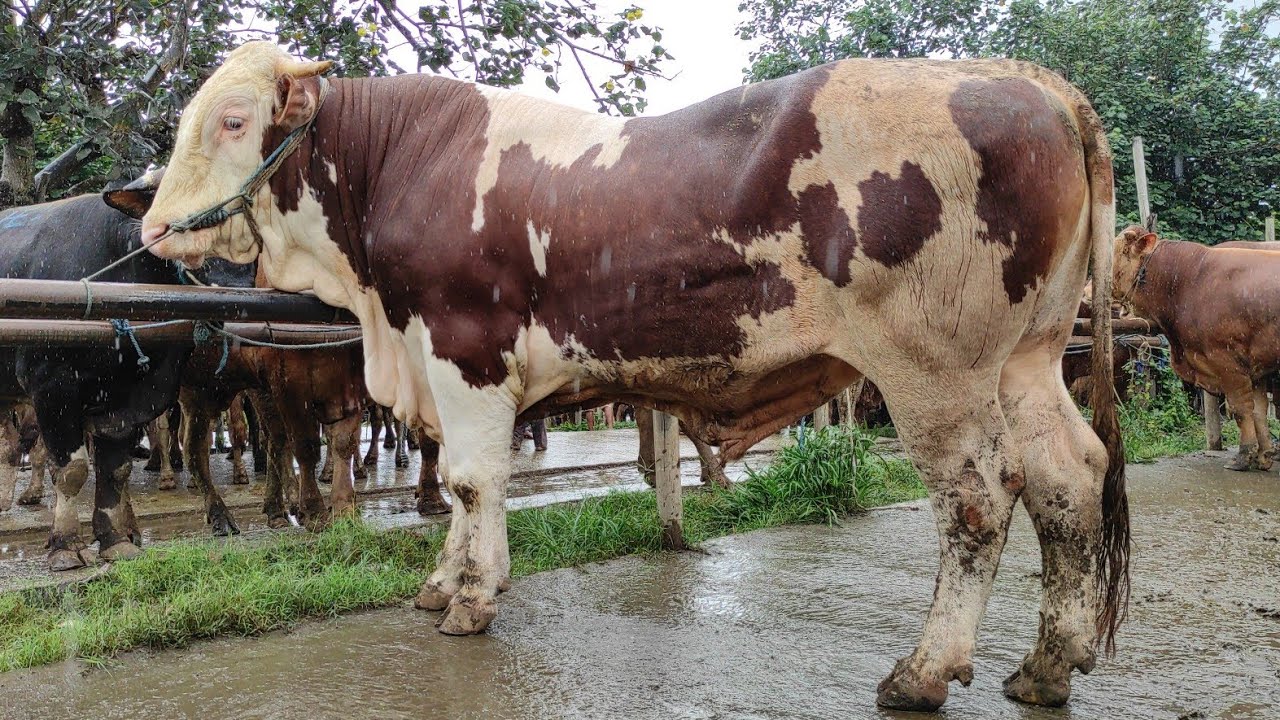 Cek Harga Sapi Jumbo Terbaru