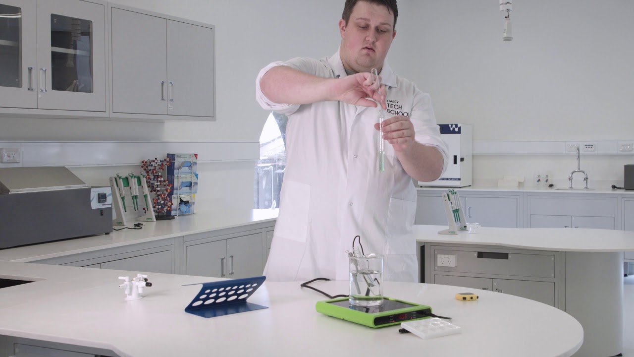 Amylase Enzyme Activity
