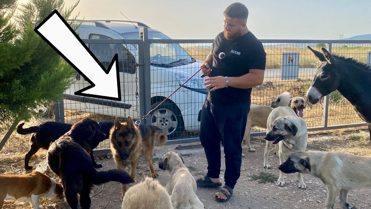 Yeni K&ouml;pek ALMAN KURDU GECE'YE G&Ouml;Z DİKTİ!
