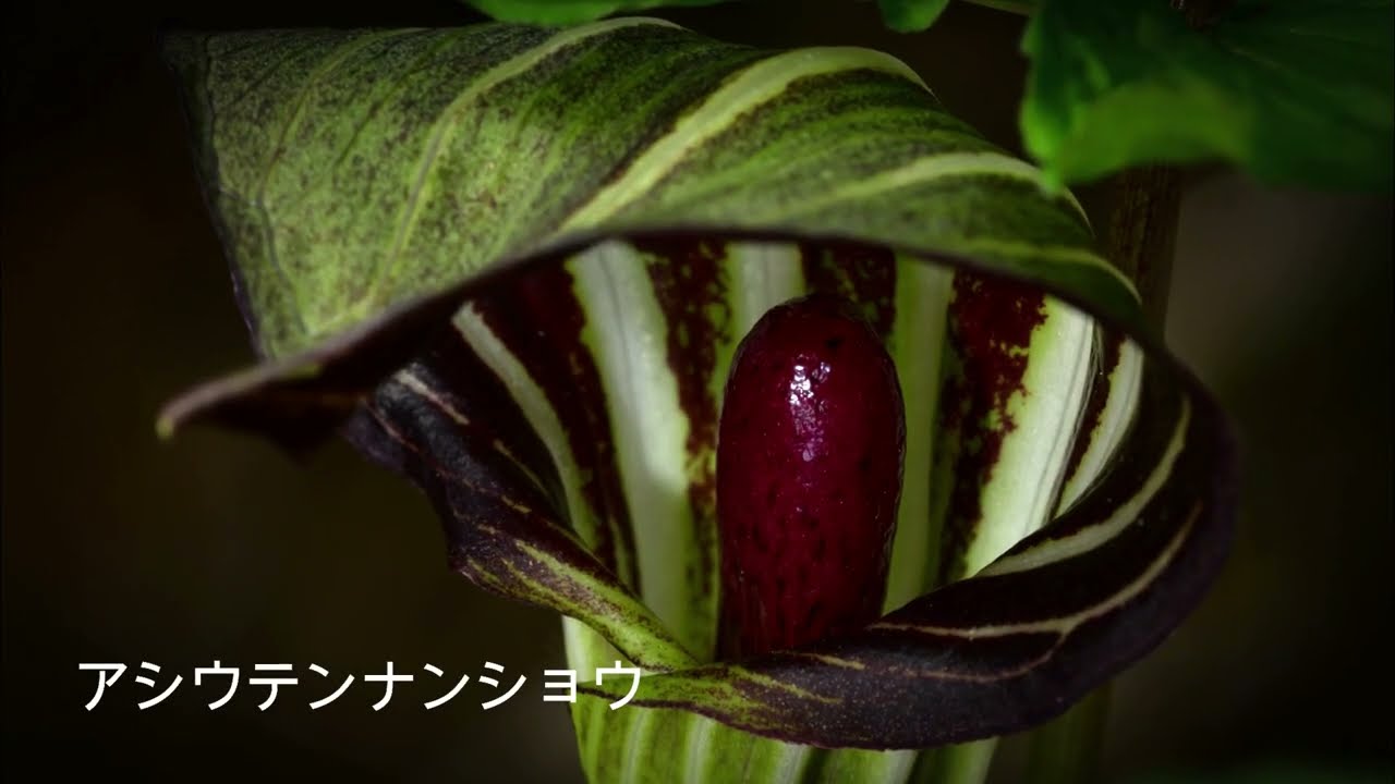広瀬慎也　作品集　春（雪解け）