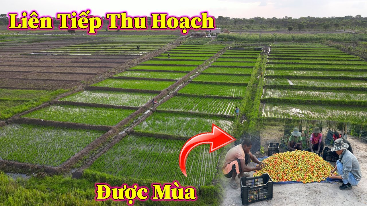 Linh Philip || BỘI THU ! Liên Tiếp Thu Hoạch Nông Sản Đầu Mùa Mưa Trong Việt Phi Farm