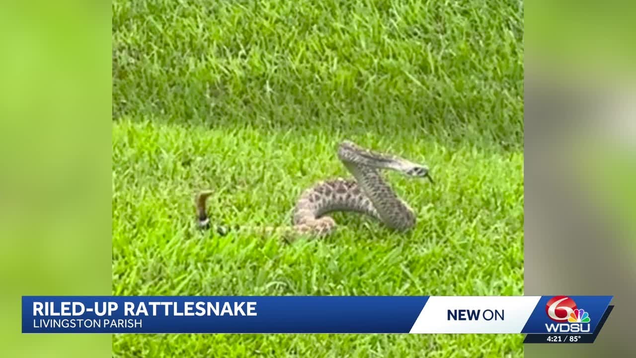 Livingston Parish woman finds western diamondback rattlesnake in her yard