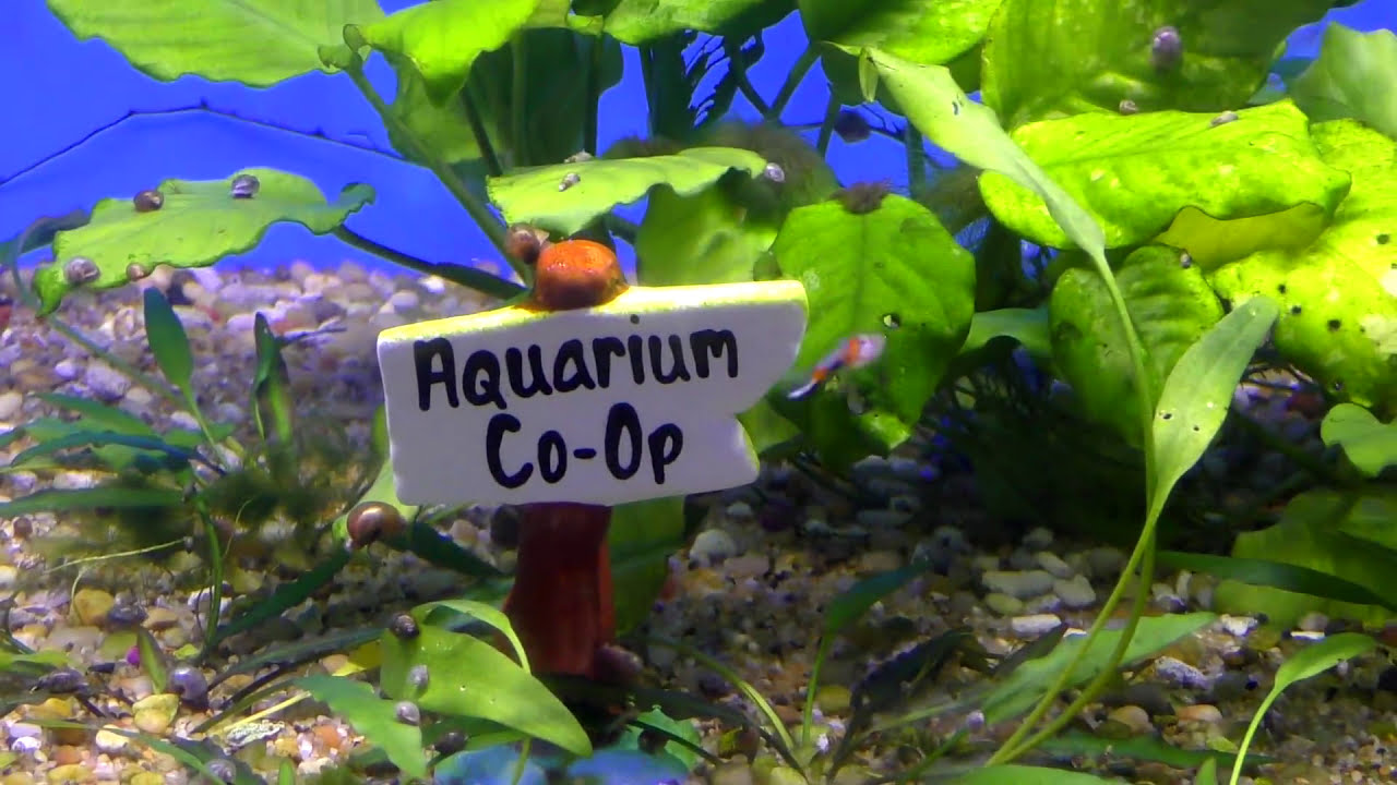 Whole Fish Room Update Ep. 70