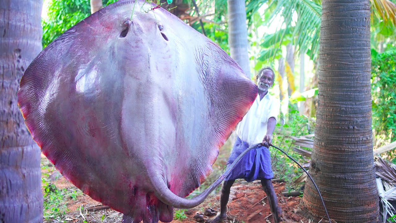 130 KG MONSTER ELEPHANT STINGRAY FISH | அரக்கன் யானை திருக்கை மீன் |Cutting and Cooking Big Fish |