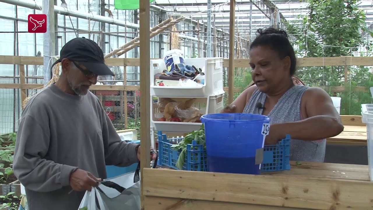 Verhalen uit de kas 4 - Joyce kweekt typisch Surinaamse groenten