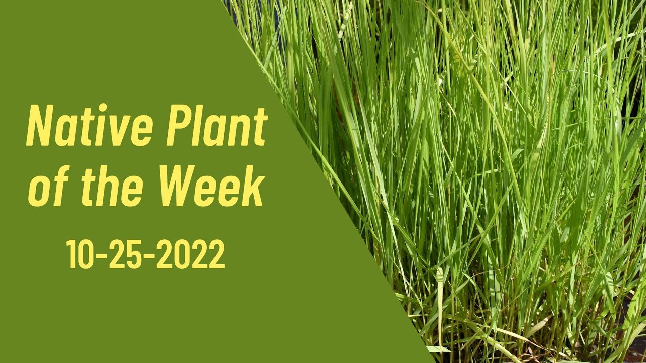Native Plant of the Week 10-25-22