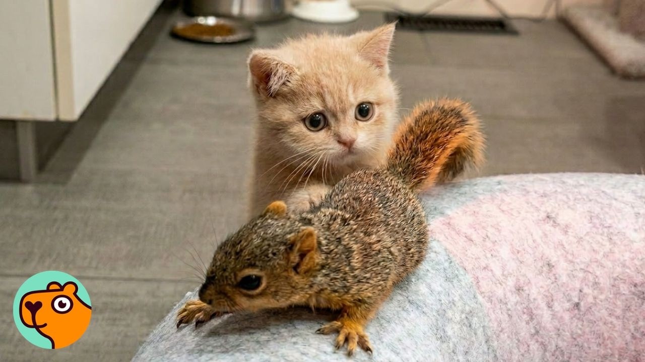 Kitten Meets Baby Squirrel And Immediately Falls In Love | Cuddle Buddies