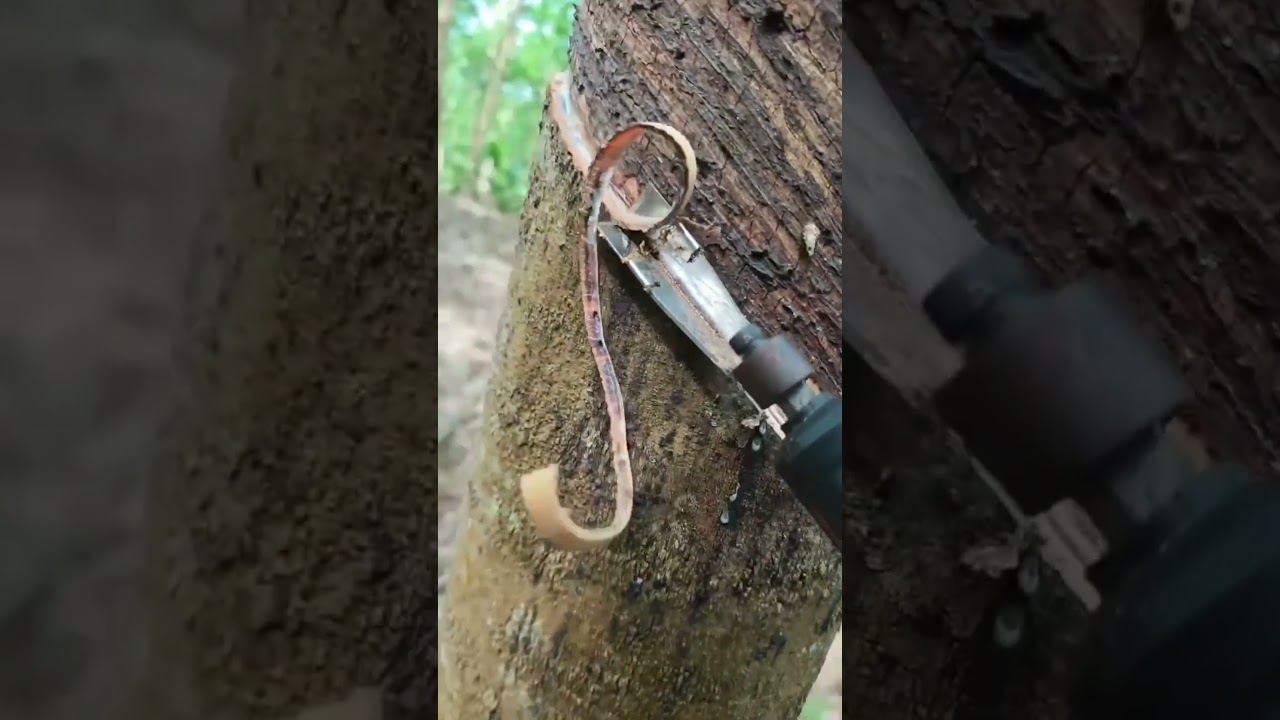 The technology of rubber farmers tapping rubber