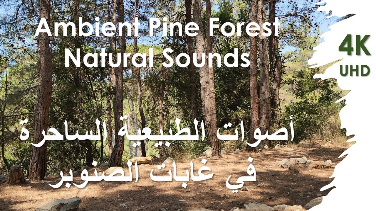 Ambient Pine Forest Natural Sounds أصوات الطبيعة في غابة الصنوبر