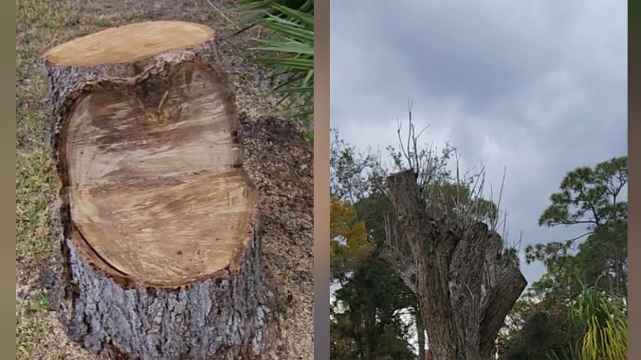 Raw footage! Carved a love seat from mango tree! 🥭 