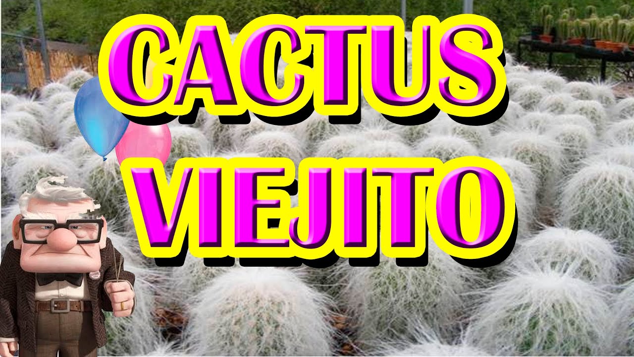 -EL CACTUS VIEJITO-Cuidados y curiosidades