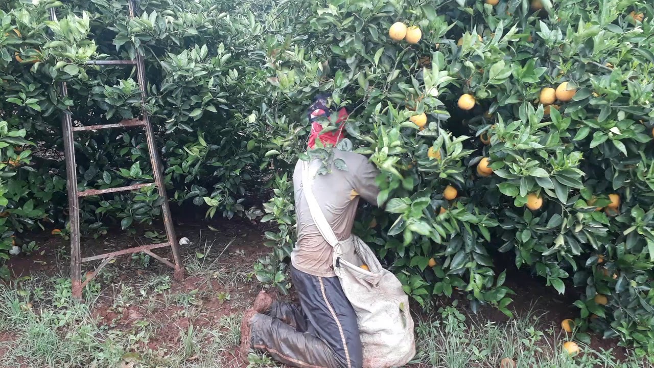Colheita da Laranja - Paranapanema SP