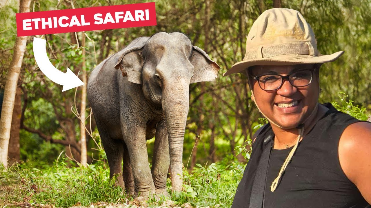 Unforgettable Elephant Safari in Thailand! 🐘🌿 | Ethical Wildlife Adventure
