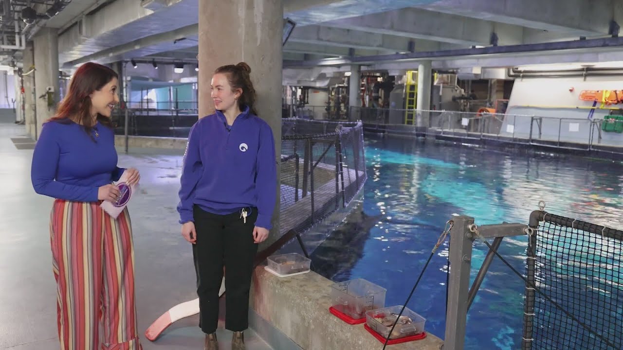 Get Out of Town to See Marine Life at the Shedd Aquarium