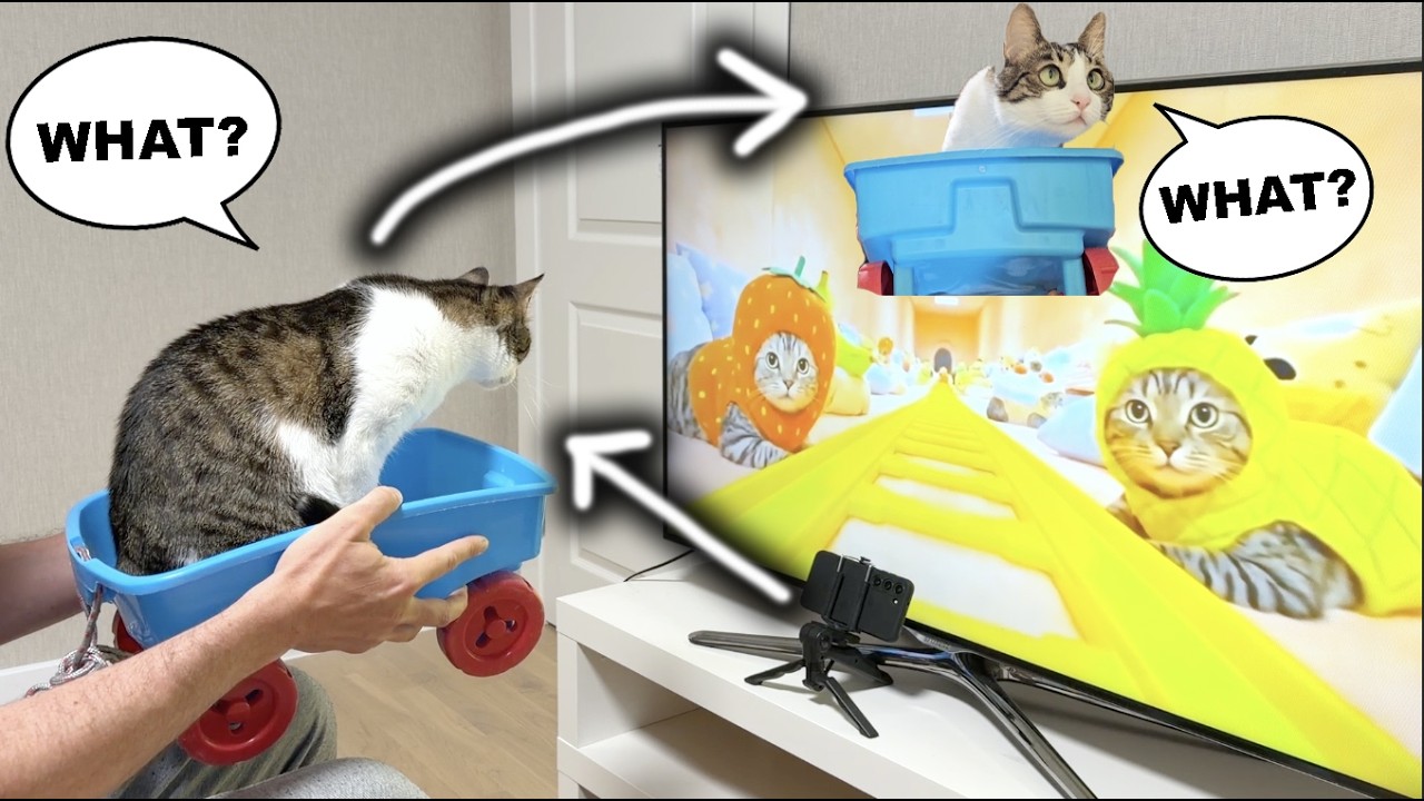 Коты катаются на американских горках