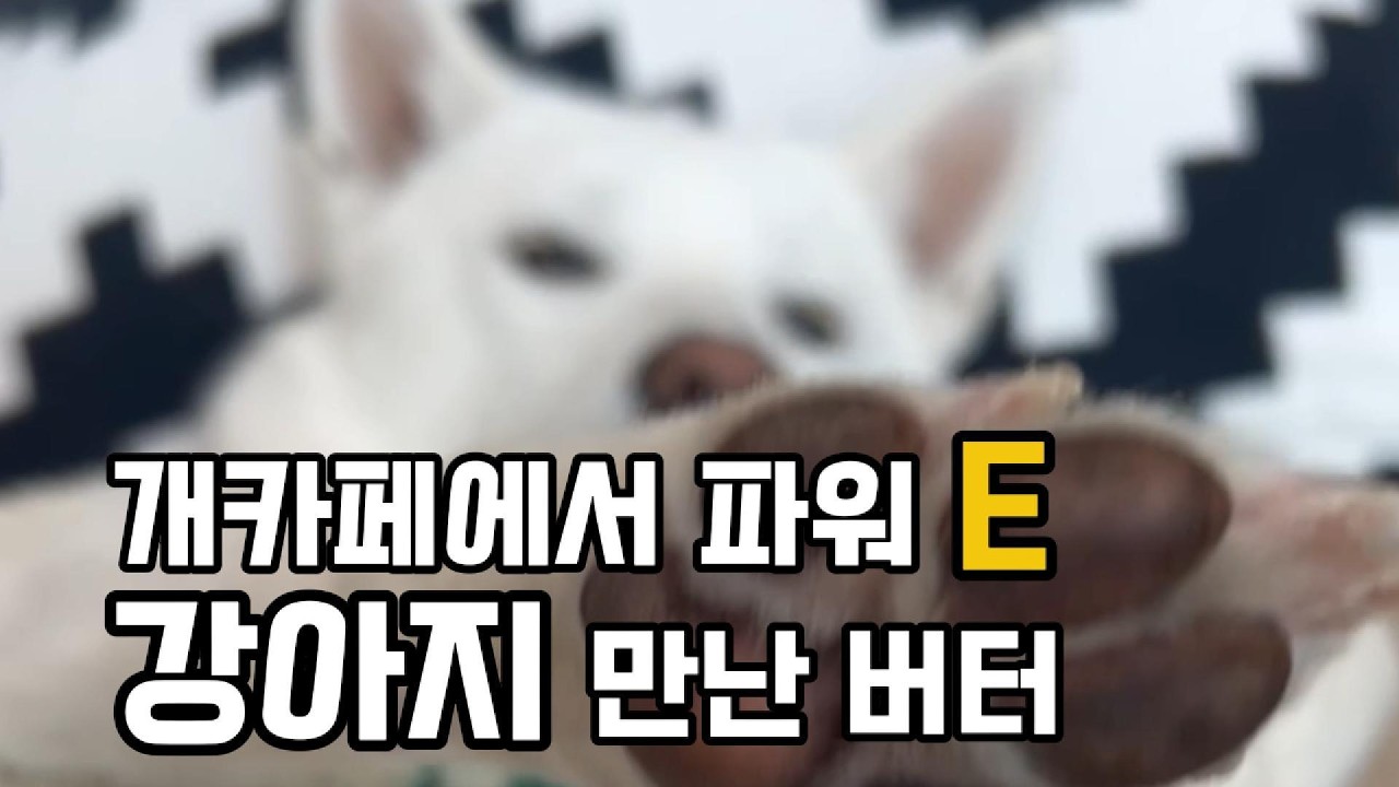 파워E 강아지 친구 만난 버터 🐶🐾#강아지 #반려견
