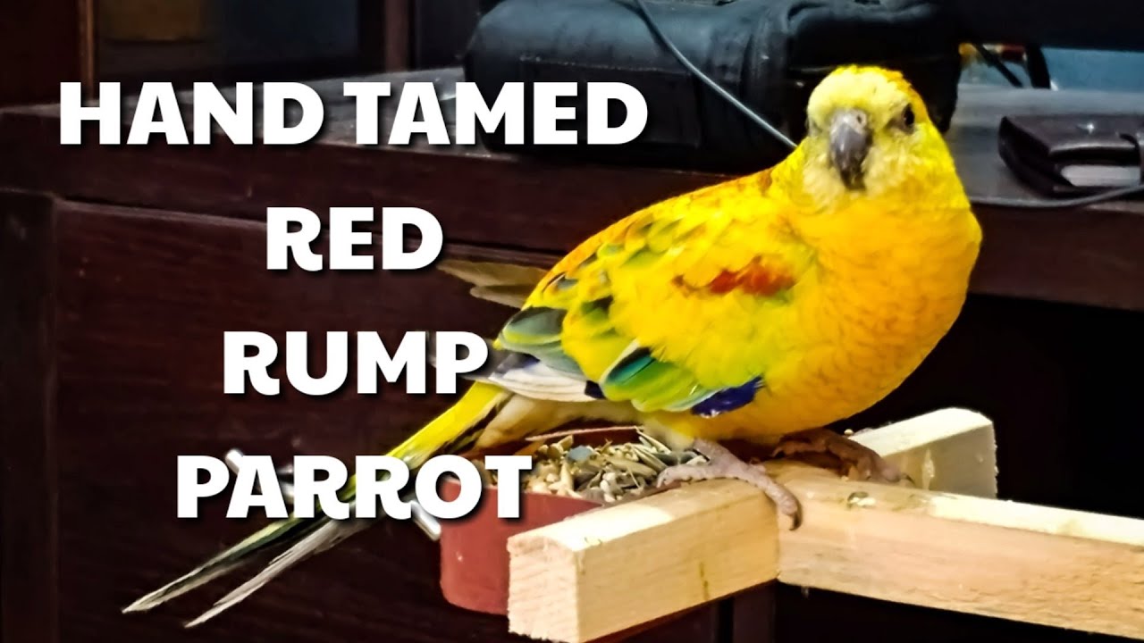 Our Hand Tamed Red Rump Singing His Heart Out!