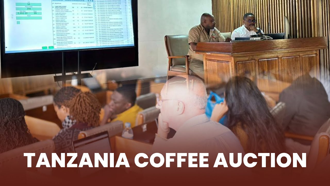 TANZANIA COFFEE AUCTION M22 19/02/2026