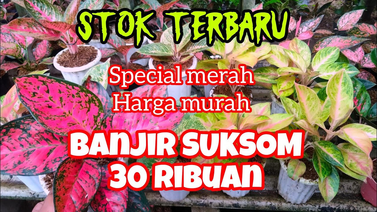 AGLONEMA MURAH TERBARU ✅ SUKSOM 30K