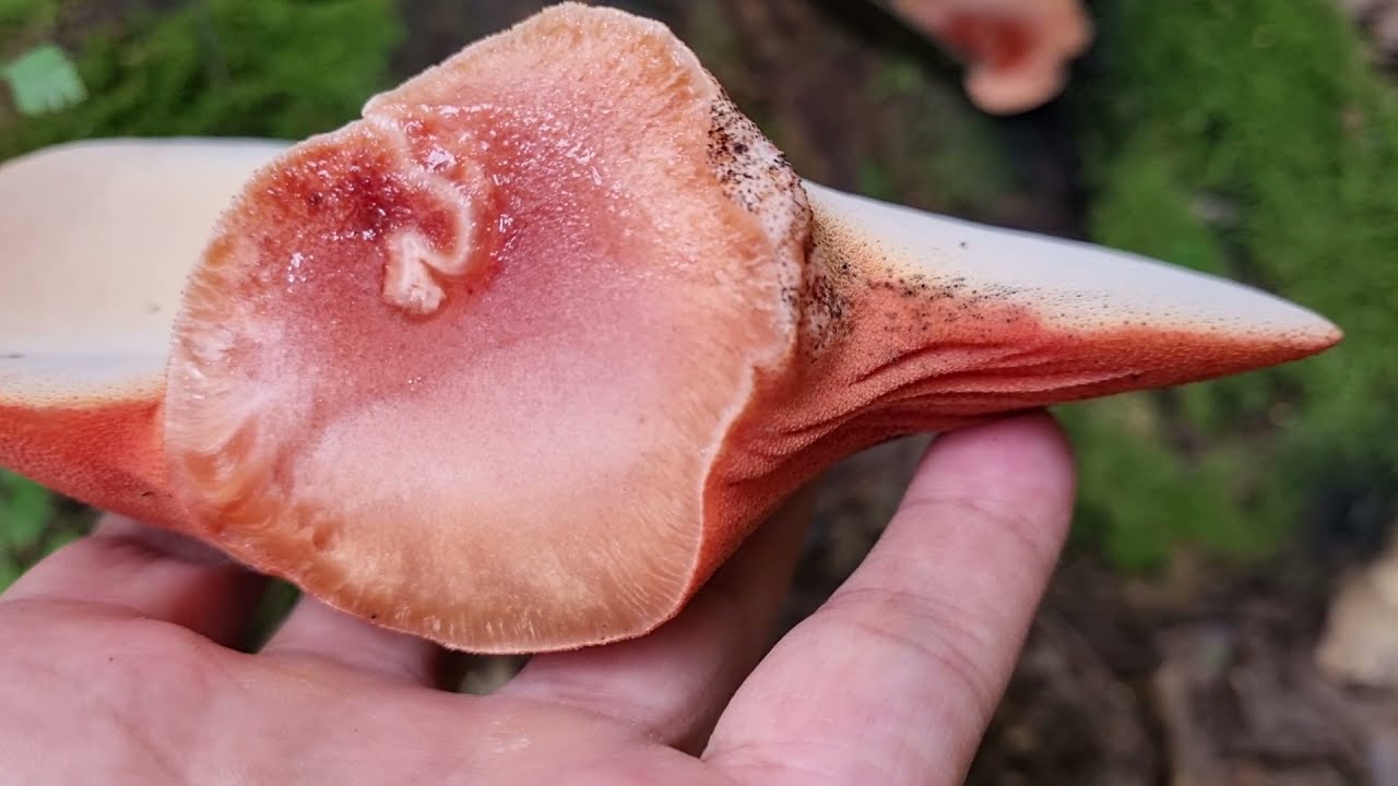 Fistulina Hepatica - (Muschi de Vita) - Ciuperca comestibila si  delicioasa