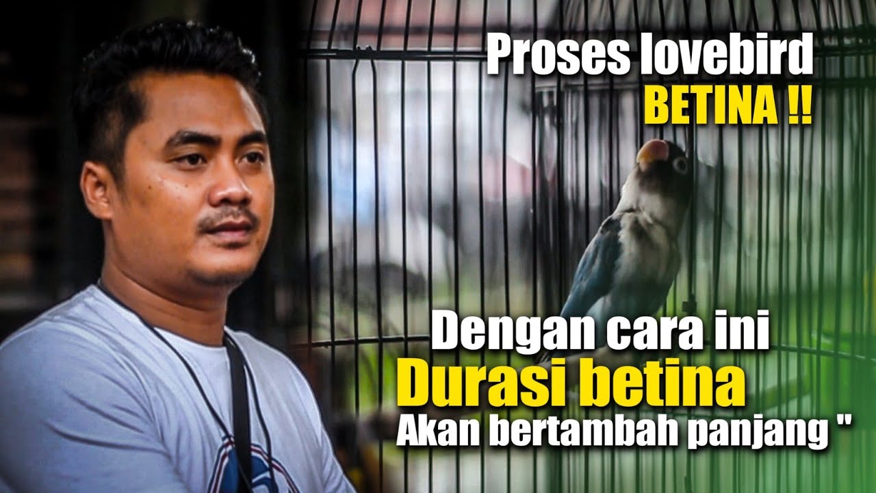 PROSES BETINA - DENGAN CARA INI DURASI LOVENIRD BETINA AKAN BERTAMBAH PANJANG - Bersama Andri bejo